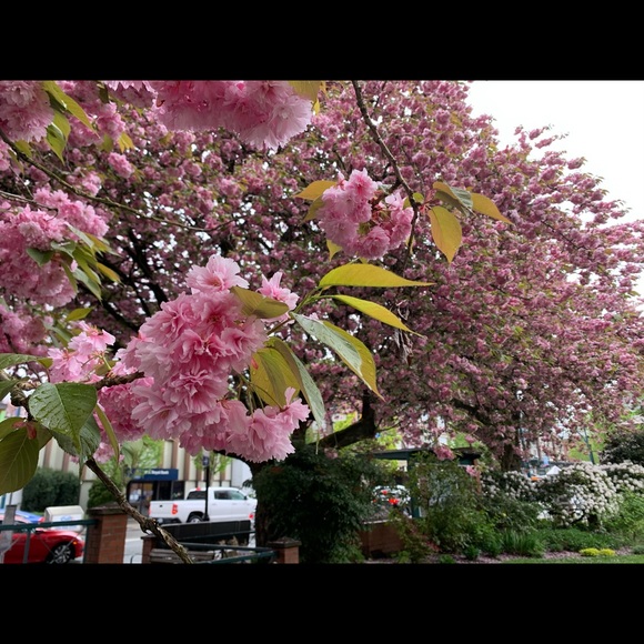 Meet your Posher - Picture 1 of 1